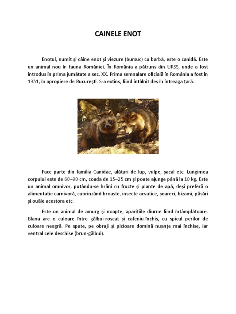Cainele Enot | PDF