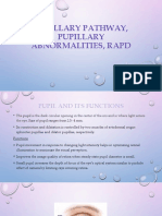 Pupillary Pathway, Pupillary Abnormalities, RAPD