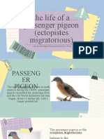 The Life of A Passenger Pigeon