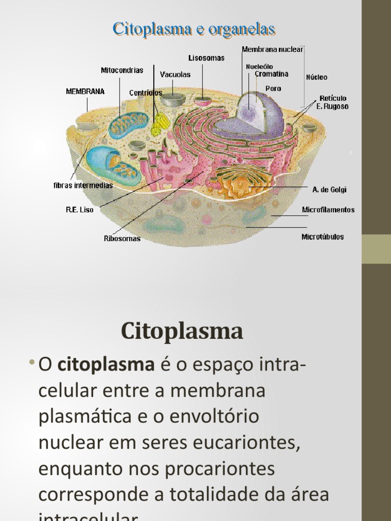 Organelas Citoplasmáticas 1° Ano | PDF | Citoplasma | Célula (Biologia)