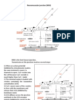 NMJ+Muscle Contraction PDF