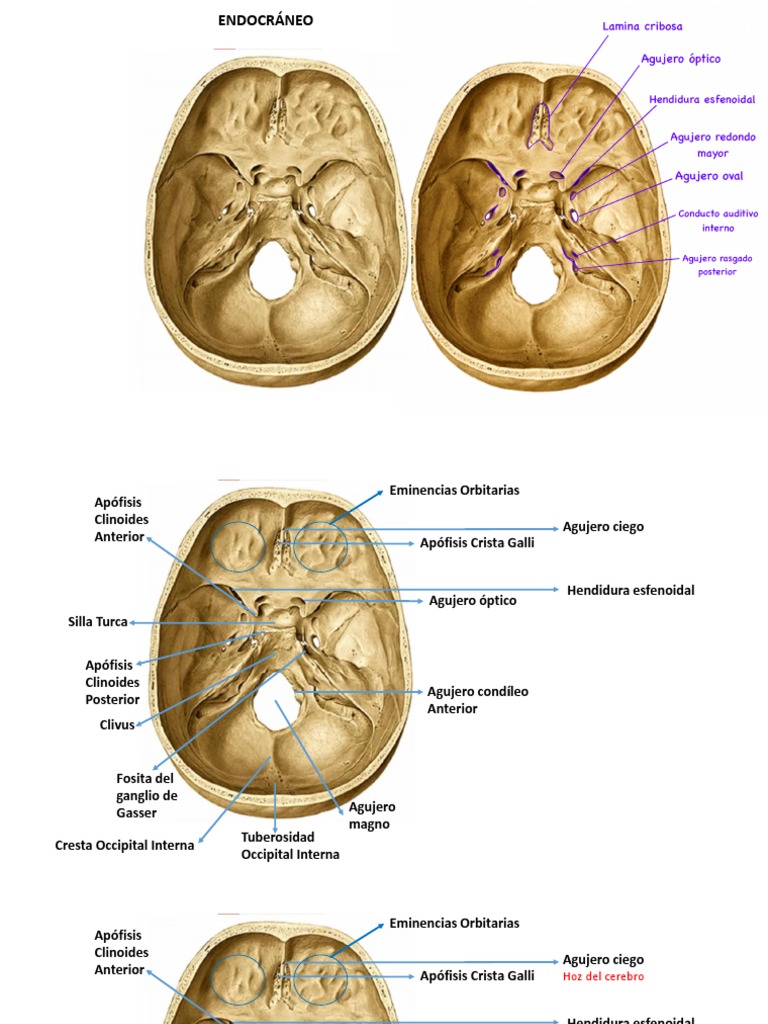 Anatomía de Forámenes Craneoencefálicos | PDF | Cabeza y cuello humanos ...