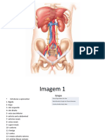 Anatomia renal e urinária