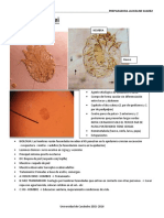 APUNTES Artropodos PRACTICA PDF