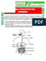 Sistema Digestivo Del Hombre para Sexto de Primaria