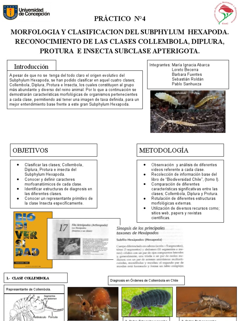 Morfología y Clasificación de Hexápodos | PDF | Hexapoda | Taxa