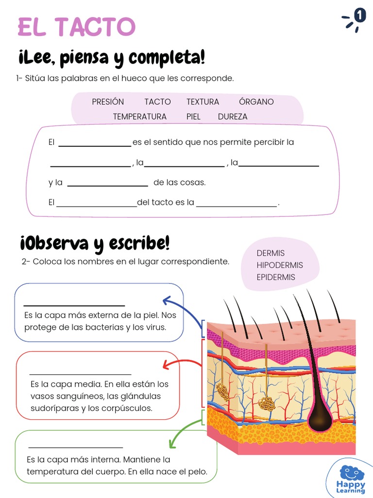 El sentido del tacto y la piel | PDF | Piel | Anatomía