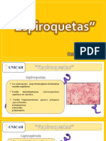 13.1 - Leptospira PDF