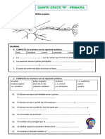 12-05 Sesión y Ficha El Sistema Nervioso .