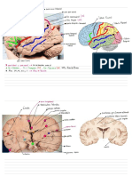 Cerebro Neuroanatomía - @valepl - Charlotte