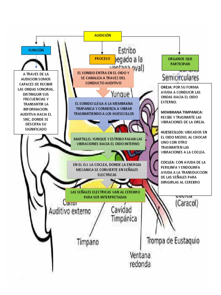 Fisiologia Sistema Auditivo Pdf