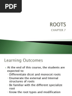 Internal Morphology of Monocot and Dicot Roots | PDF | Root | Plant Stem