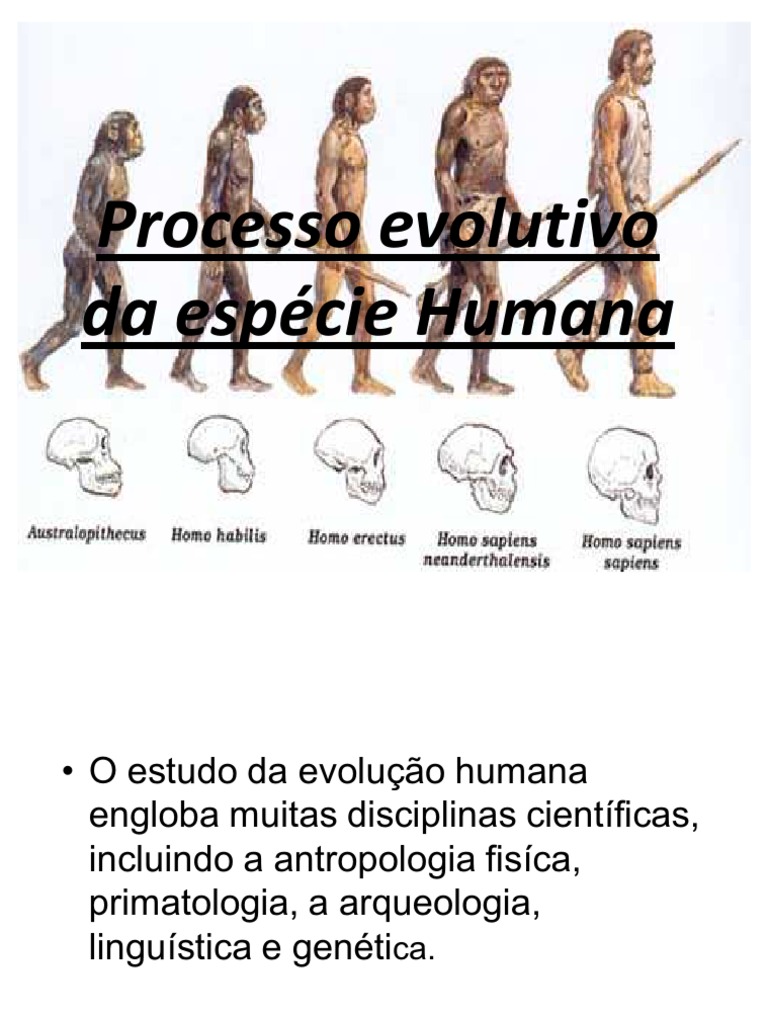 Ao Estudar A Evolução Da Espécie Humana Moderna