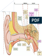 Lesson 1 The Human Ear Labelled Structure Overview Poster