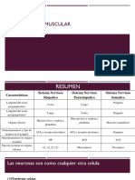 Sistema Neuromuscular