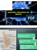Aula 04 Anatomia Fisiologia Da Sinapse PDF