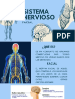 Sistema Nervioso: Facial