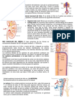 Anatomía y funciones del riñón