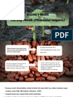 Kidney Bean 07.12.22