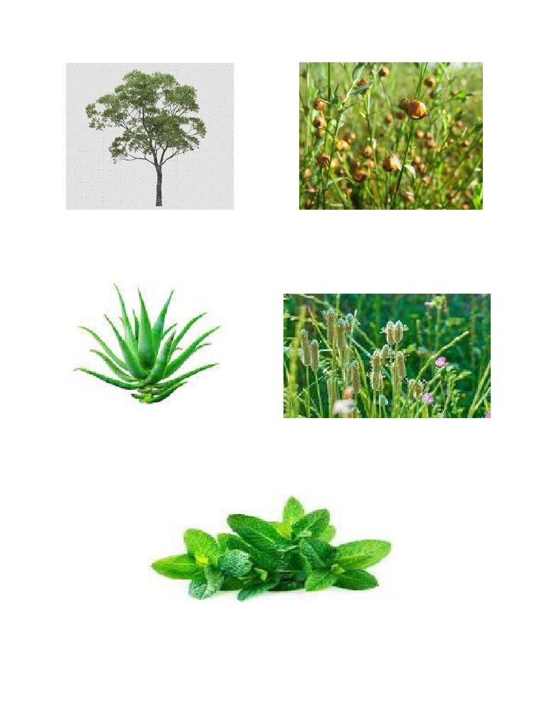 Plants PDF