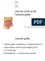 Anatomie Colon Et Grele