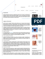 La Placenta, Estructura y Funcion