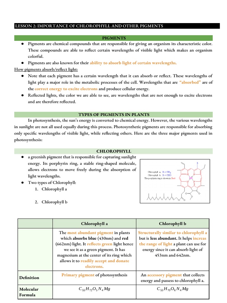 Importance of Chlorophyll and Pigments | PDF | Chlorophyll | Photosynthesis