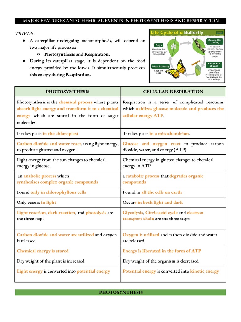 Significant Events of The Calvin Cycle | PDF | Photosynthesis ...