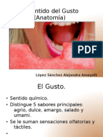 Anatomia de La Lengua