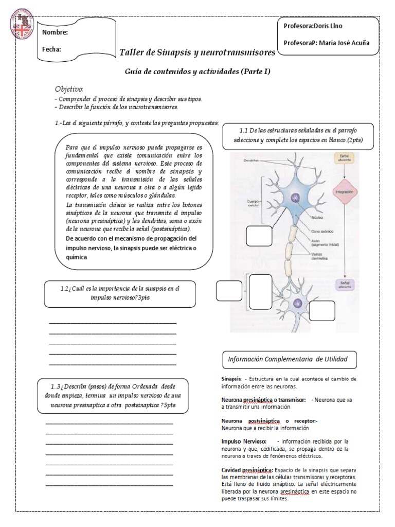 Importancia y Proceso de la Sinapsis | PDF | Sinapsis | Neurona
