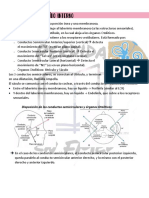 Via Vestibular y Algo de Oido Interno