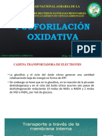 12 Fosforilaciã - N Oxidativa