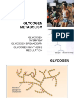 12 AFF - Glycogen-Met.1