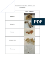 Lampiran Praktikum Sistematika Cryptogamae PDF