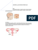 Glándulas Endocrinas