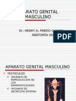 Aparato Genital Masculino