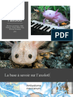 Axolotl À Flammes