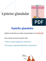 Epitelio Glandular HE