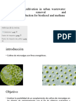 Microalgae Cultivation in Urban Wastewater