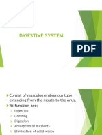 Digestive Systems Anatomy