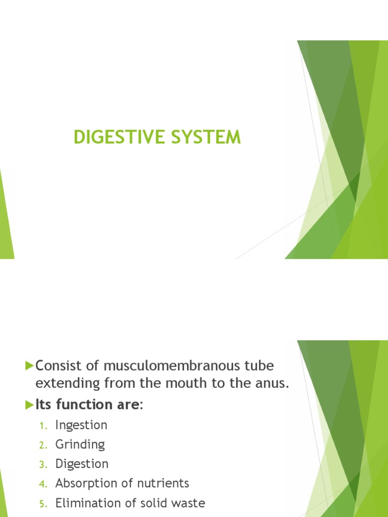 Digestive Systems Anatomy PDF Stomach Human Digestive System
