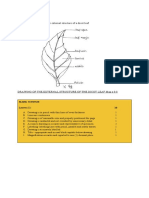 Lab #1 Date: October 2021 Title: The Leaf Aim: To Draw and Label The External Structure of A Dicot Leaf