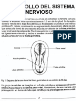 Nervioso: Desarrollo Del Sistema