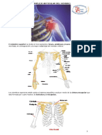 Anatomía - Módulo 6 PDF