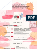 Articulación temporomandibular: anatomía y ligamentos