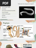 Morfología y Patología de Niguas | PDF | Insectos | Zoología