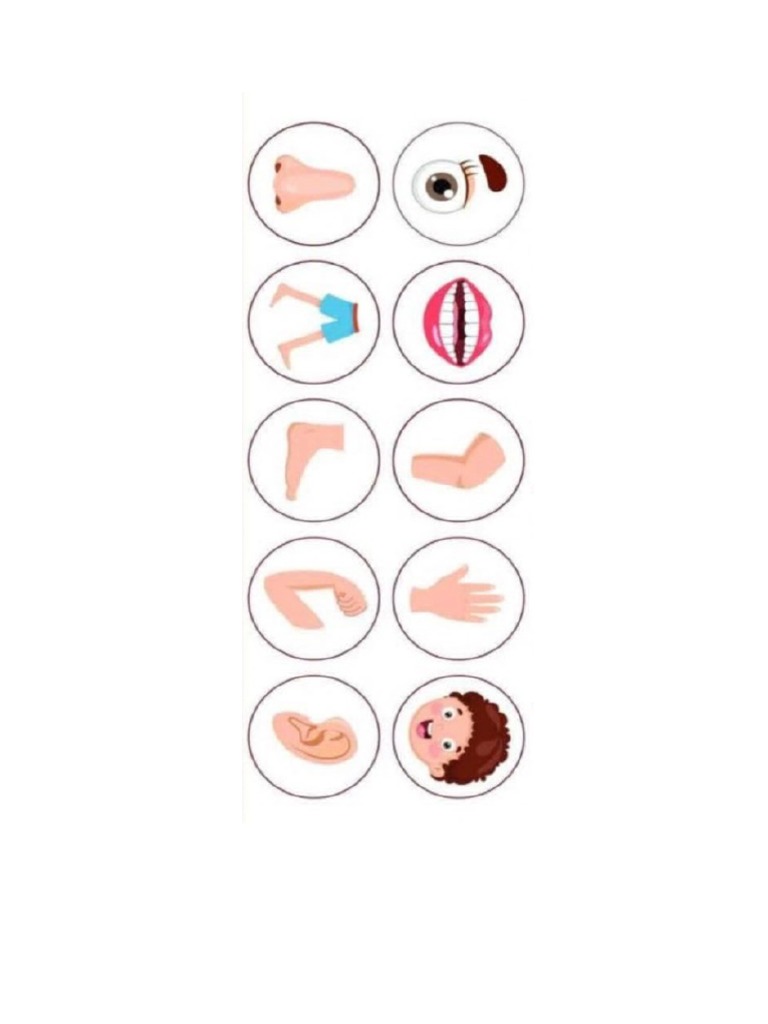 Partes Del Cuerpo | PDF