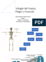 Embriología del hueso, cartílago y musculo