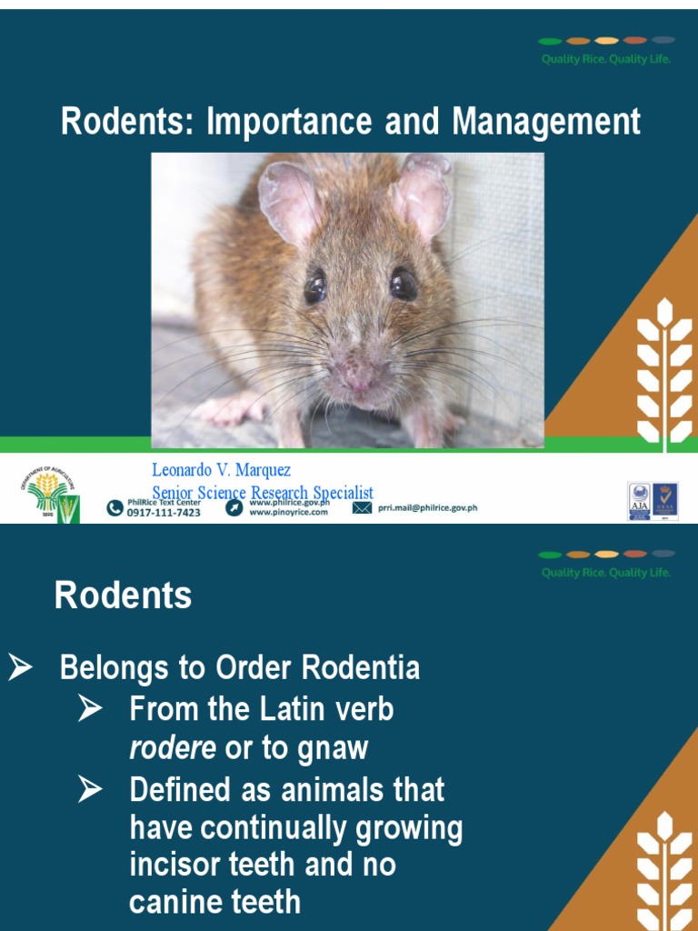Rodents Importance and Management Presentation PDF Rodent Mammals
