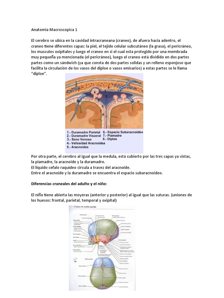 Anatomia Macroscopica 1 PDF